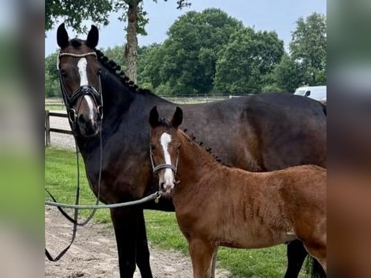 Oldenburger Springpaard Hengst  Bruin in Stuhr