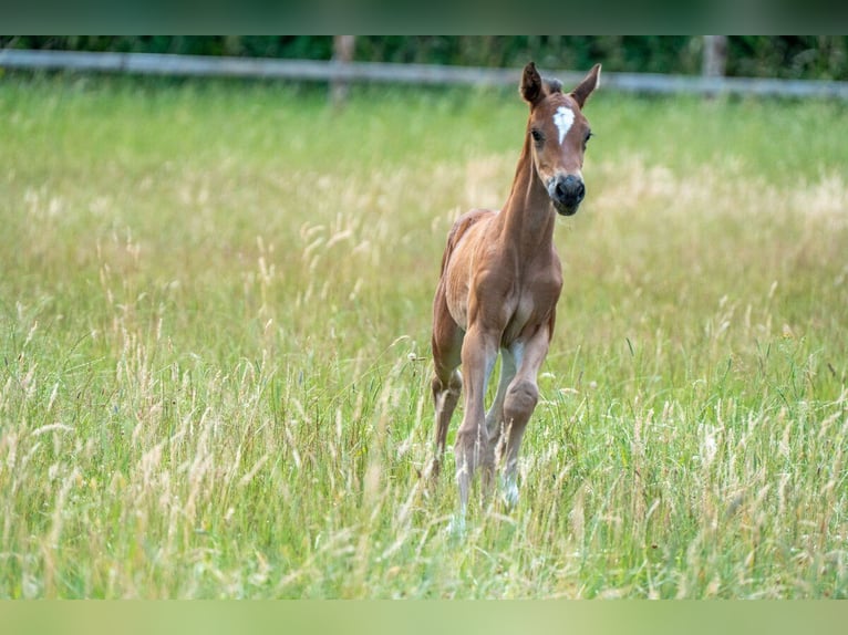Oldenburger Springpaard Hengst Veulen (06/2025) Bruin in Versmold