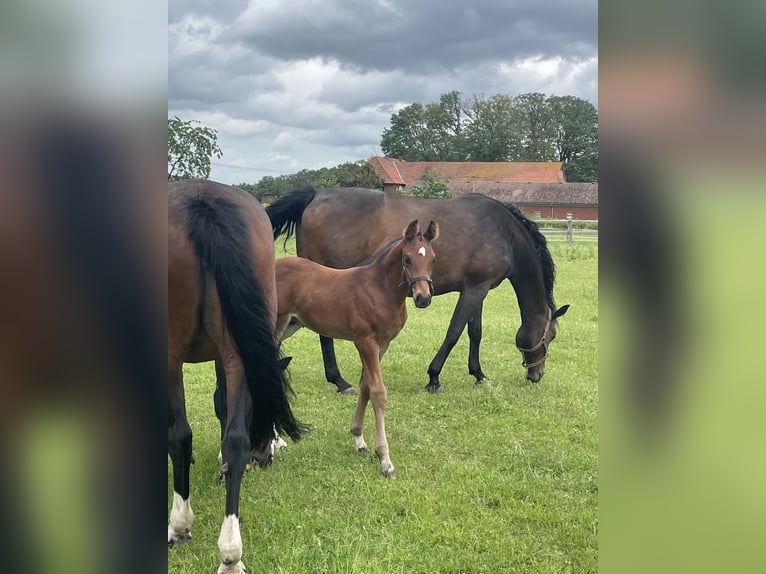 Oldenburger Springpaard Hengst Veulen (04/2026) Bruin in Versmold