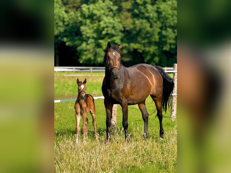 Oldenburger Springpaard Hengst Veulen (06/2025) Bruin in Versmold