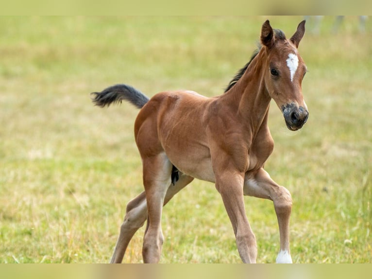Oldenburger Springpaard Hengst Veulen (06/2025) Bruin in Versmold