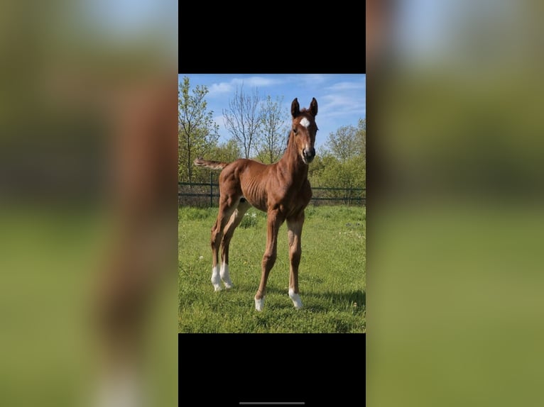Oldenburger Springpaard Hengst Veulen (04/2026) Bruin in Werdershausen