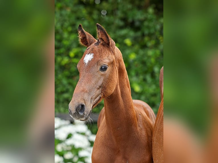 Oldenburger Springpaard Hengst Veulen (05/2025) Bruin in Zuidlaren