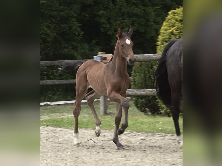 Oldenburger Springpaard Hengst Veulen (04/2026) Donkerbruin in Bad Bramstedt