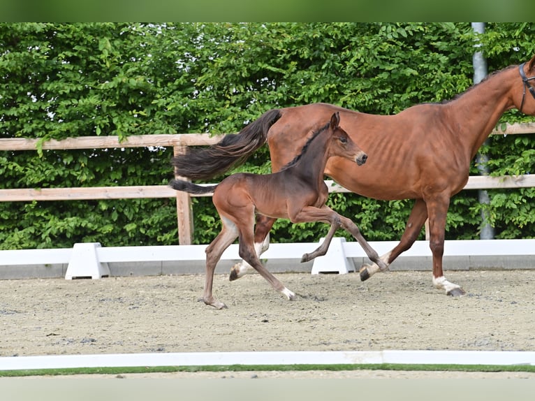 Oldenburger Springpaard Hengst  Donkerbruin in Coesfeld