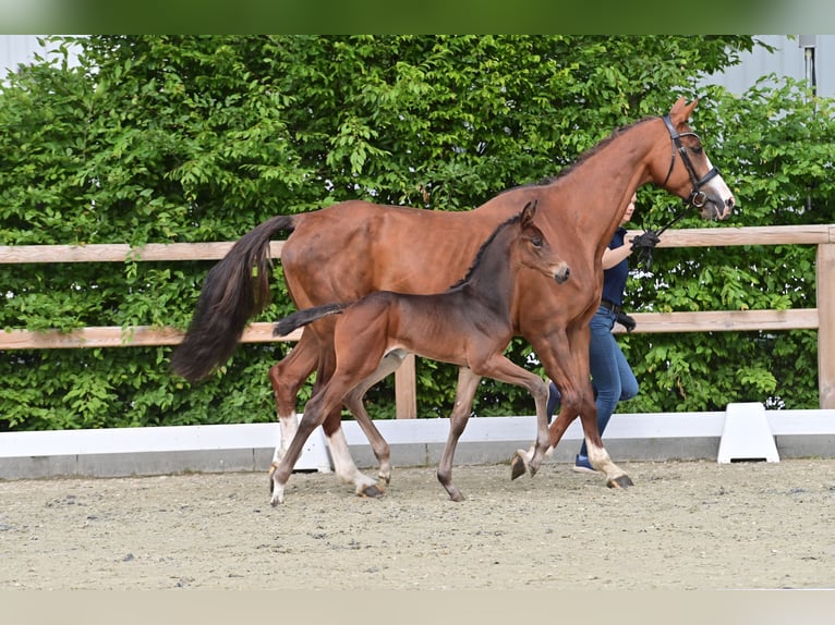 Oldenburger Springpaard Hengst  Donkerbruin in Coesfeld