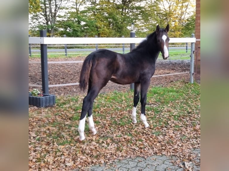 Oldenburger Springpaard Hengst veulen (06/2024) Donkerbruin in Drebber