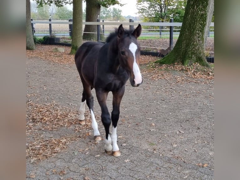 Oldenburger Springpaard Hengst veulen (06/2024) Donkerbruin in Drebber