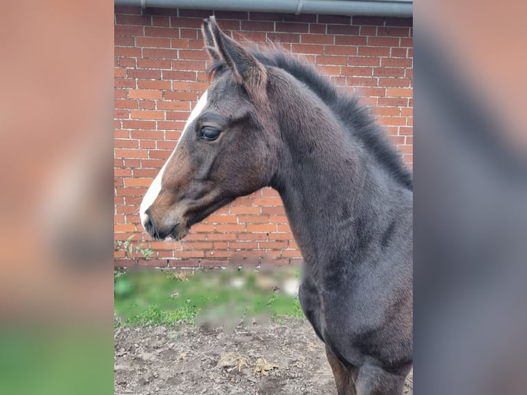 Oldenburger Springpaard Hengst veulen (06/2024) Donkerbruin in Drebber