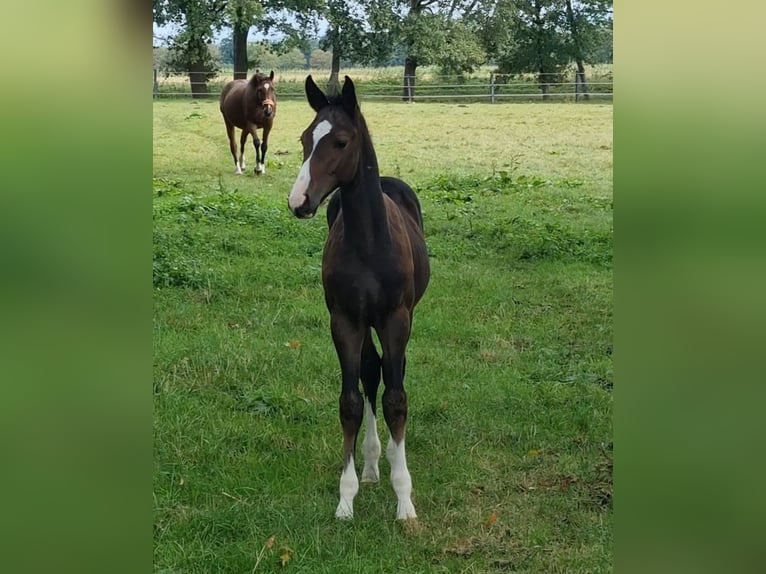 Oldenburger Springpaard Hengst veulen (06/2024) Donkerbruin in Drebber