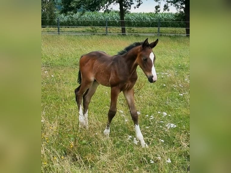 Oldenburger Springpaard Hengst veulen (06/2024) Donkerbruin in Drebber