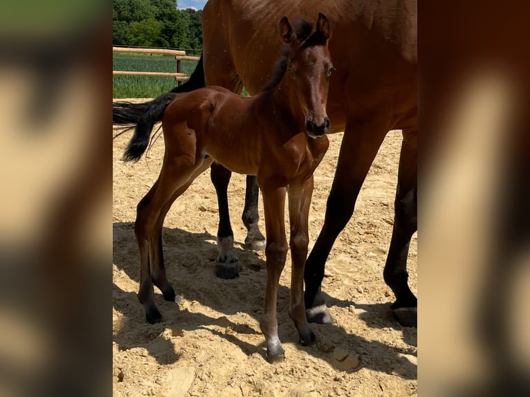 Oldenburger Springpaard Hengst  Donkerbruin in M&#xFC;nstermaifeldM&#xFC;nstermaifeld