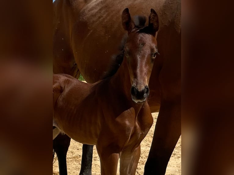 Oldenburger Springpaard Hengst  Donkerbruin in M&#xFC;nstermaifeldM&#xFC;nstermaifeld