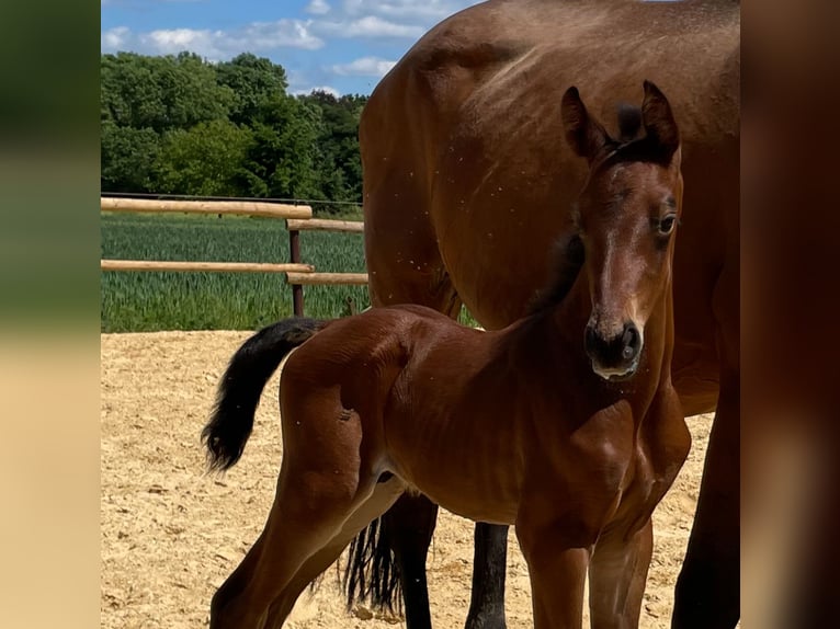 Oldenburger Springpaard Hengst  Donkerbruin in M&#xFC;nstermaifeldM&#xFC;nstermaifeld