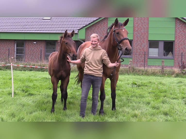 Oldenburger Springpaard Hengst veulen (05/2024) Donkerbruin in Cloppenburg