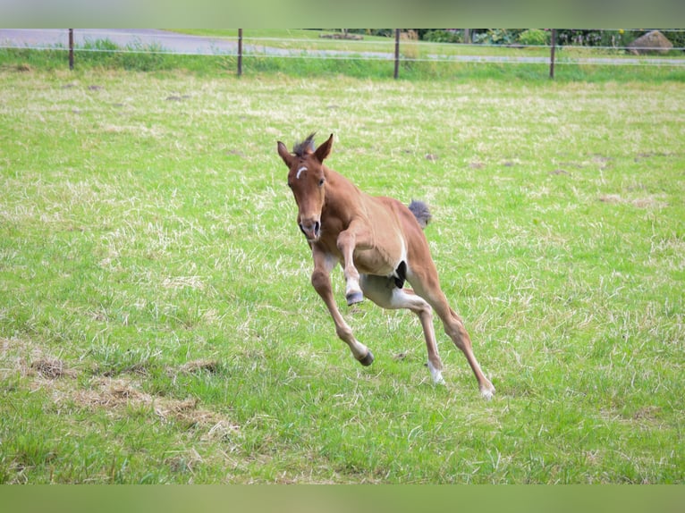 Oldenburger Springpaard Hengst veulen (05/2024) Donkerbruin in Neuenkirchen-Vörden