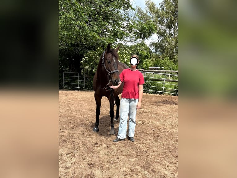 Oldenburger Springpaard Hengst Veulen (05/2026) Donkerbruin in Klempau