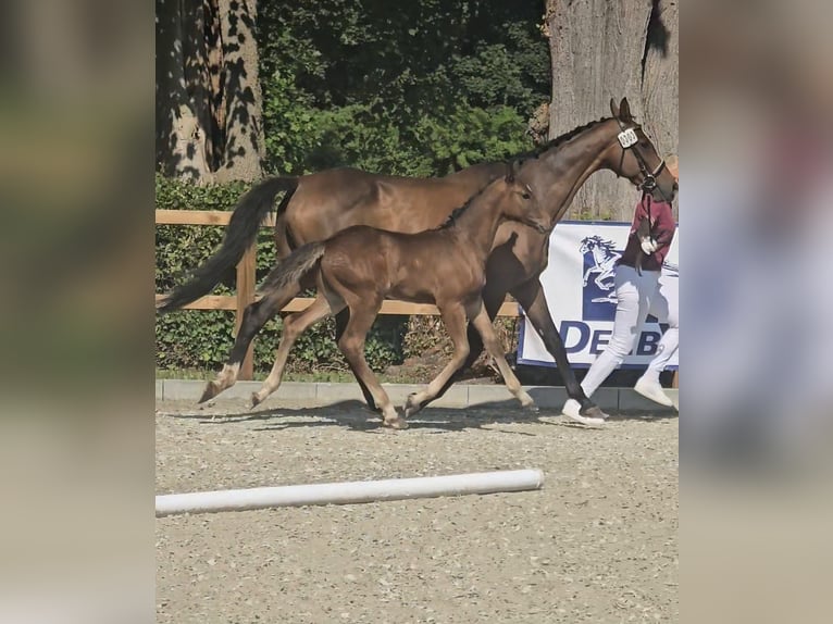 Oldenburger Springpaard Hengst Veulen (05/2026) Donkerbruin in Klempau