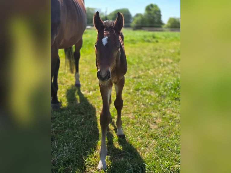 Oldenburger Springpaard Hengst Veulen (05/2026) Donkerbruin in Klempau