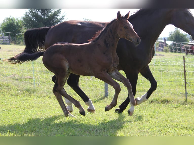 Oldenburger Springpaard Hengst veulen (06/2024) Donkerbruin in Trockenborn