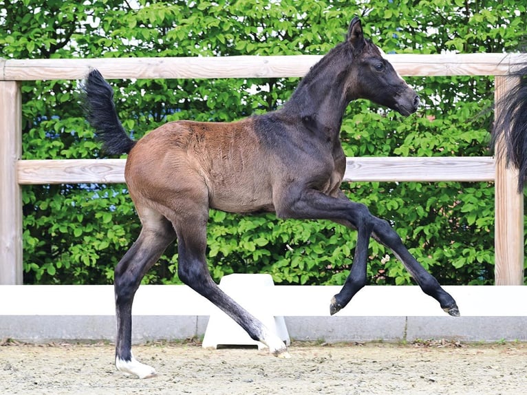 Oldenburger Springpaard Hengst Veulen (03/2026) Donkerbruin in Vechta