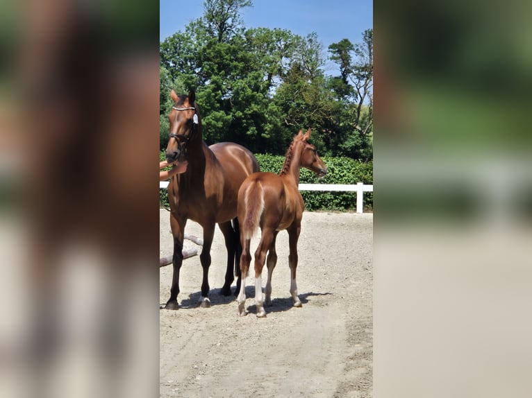 Oldenburger Springpaard Hengst Veulen (03/2026) Donkere-vos in Nordstemmen