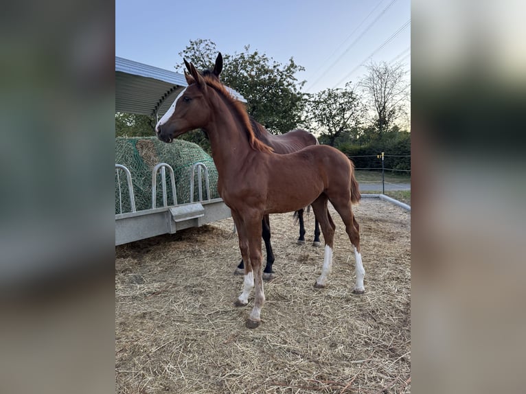 Oldenburger Springpaard Hengst Veulen (04/2025) Donkere-vos in Ehringshausen