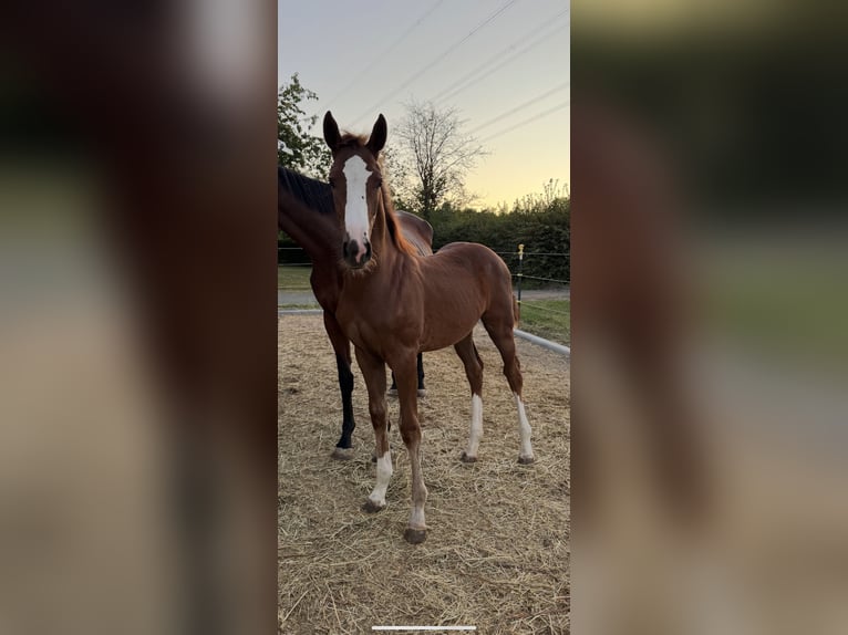 Oldenburger Springpaard Hengst Veulen (04/2025) Donkere-vos in Ehringshausen