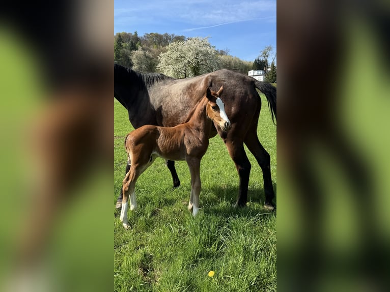 Oldenburger Springpaard Hengst Veulen (04/2025) Donkere-vos in Ehringshausen
