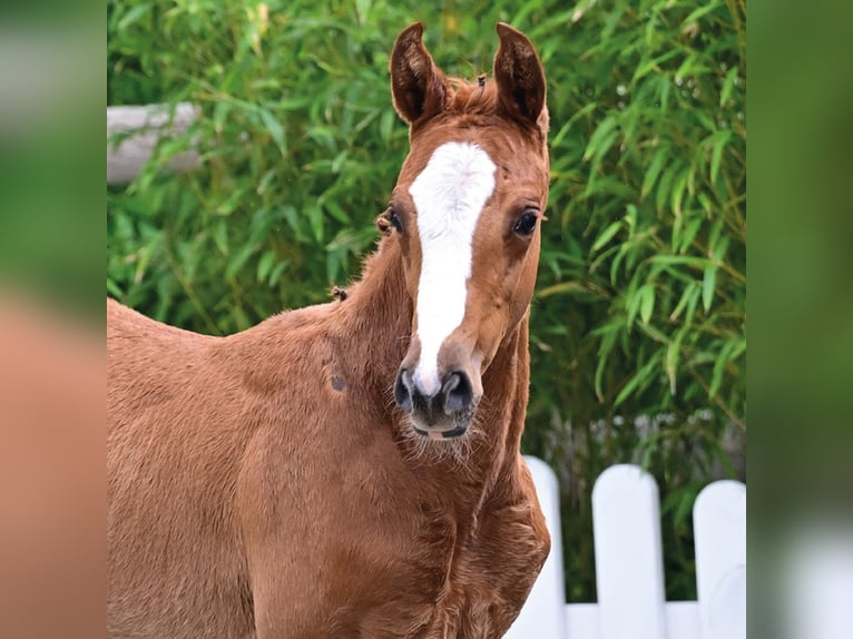 Oldenburger Springpaard Hengst Veulen (03/2026) Donkere-vos in Vechta