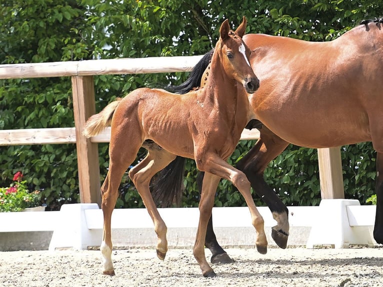 Oldenburger Springpaard Hengst Veulen (01/2025) kan schimmel zijn in Dahlenburg