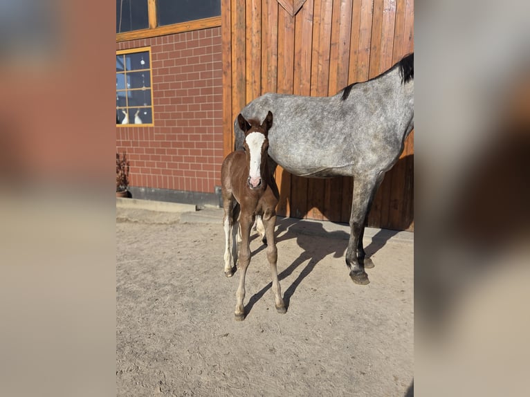 Oldenburger Springpaard Hengst  kan schimmel zijn in Salzhemmendorf
