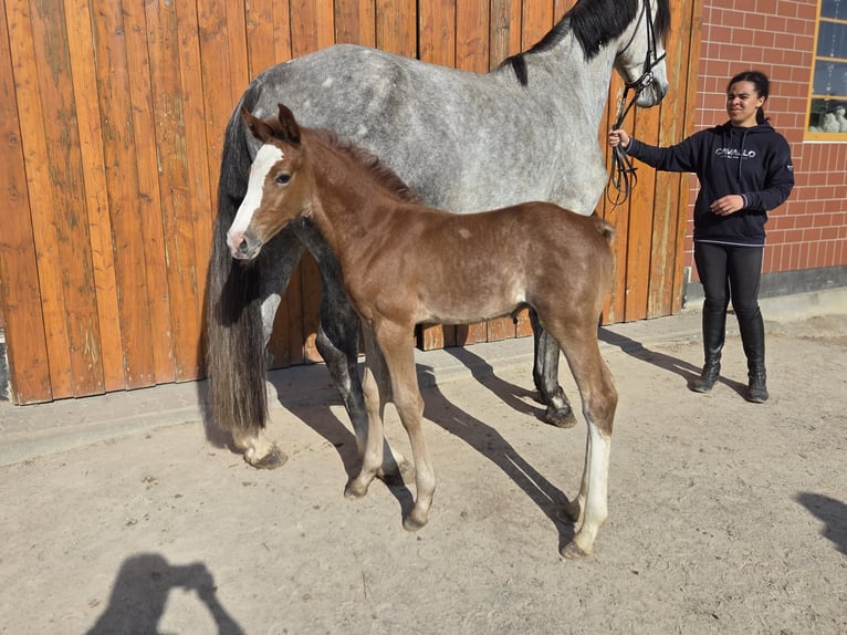 Oldenburger Springpaard Hengst  kan schimmel zijn in Salzhemmendorf