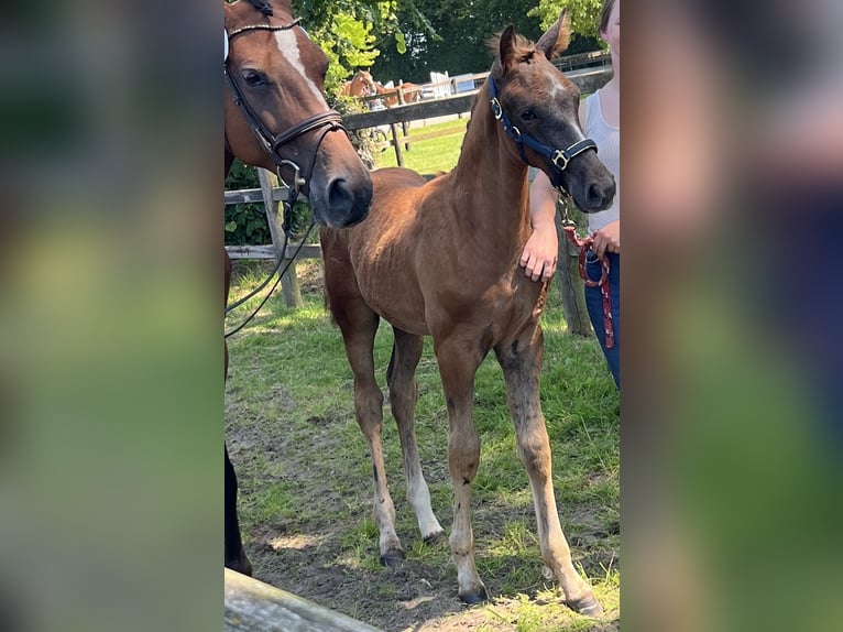 Oldenburger Springpaard Hengst Veulen (04/2026) kan schimmel zijn in Wilsum