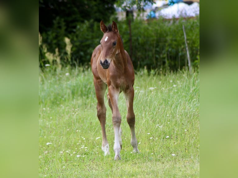 Oldenburger Springpaard Hengst veulen (06/2024) Lichtbruin in Schwerin