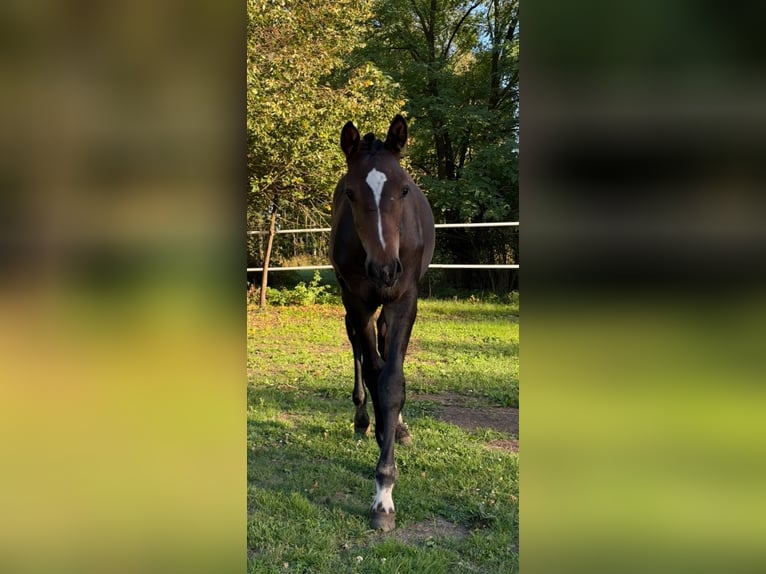 Oldenburger Springpaard Hengst Veulen (04/2026) Roodbruin in Skrzydlów