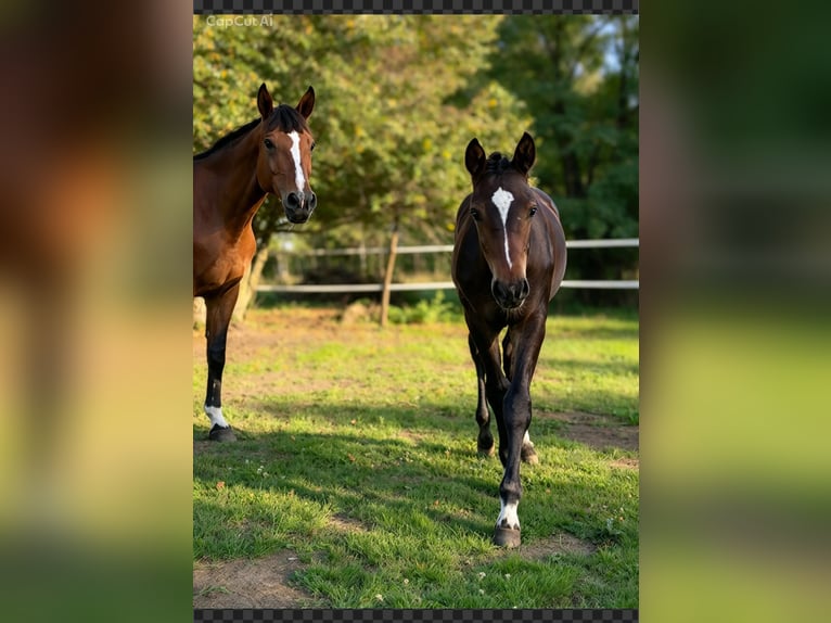 Oldenburger Springpaard Hengst Veulen (04/2026) Roodbruin in Skrzydlów