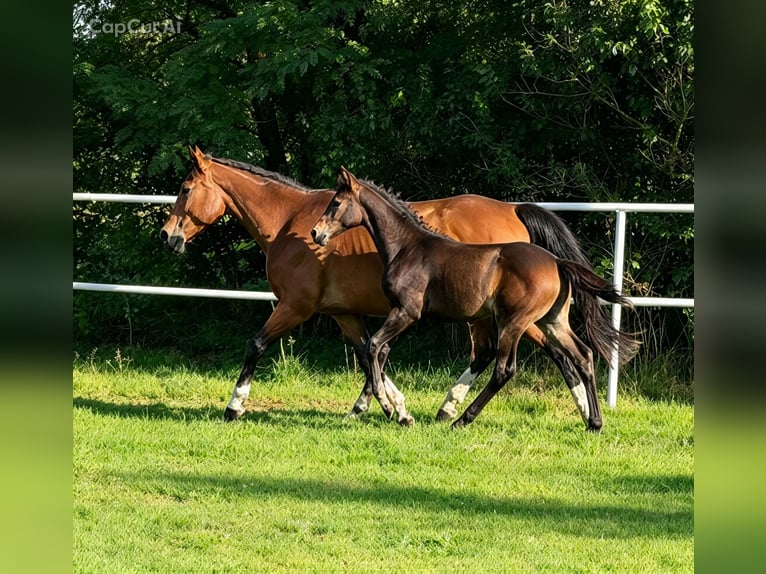 Oldenburger Springpaard Hengst Veulen (04/2026) Roodbruin in Skrzydlów