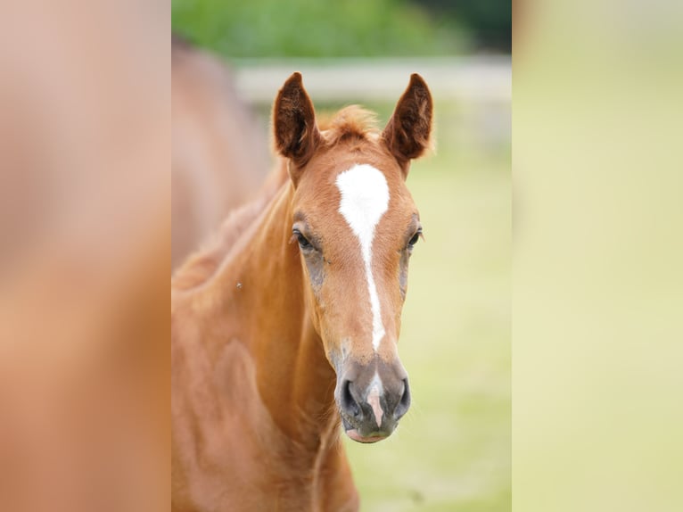 Oldenburger Springpaard Hengst Veulen (06/2025) in Alfhausen