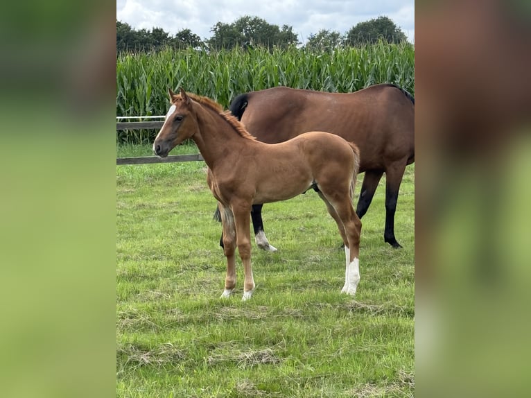 Oldenburger Springpaard Hengst Veulen (06/2025) in Alfhausen