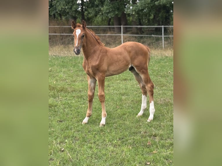 Oldenburger Springpaard Hengst Veulen (06/2025) in Alfhausen