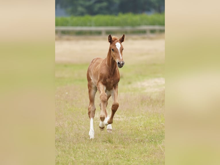 Oldenburger Springpaard Hengst Veulen (06/2025) in Alfhausen