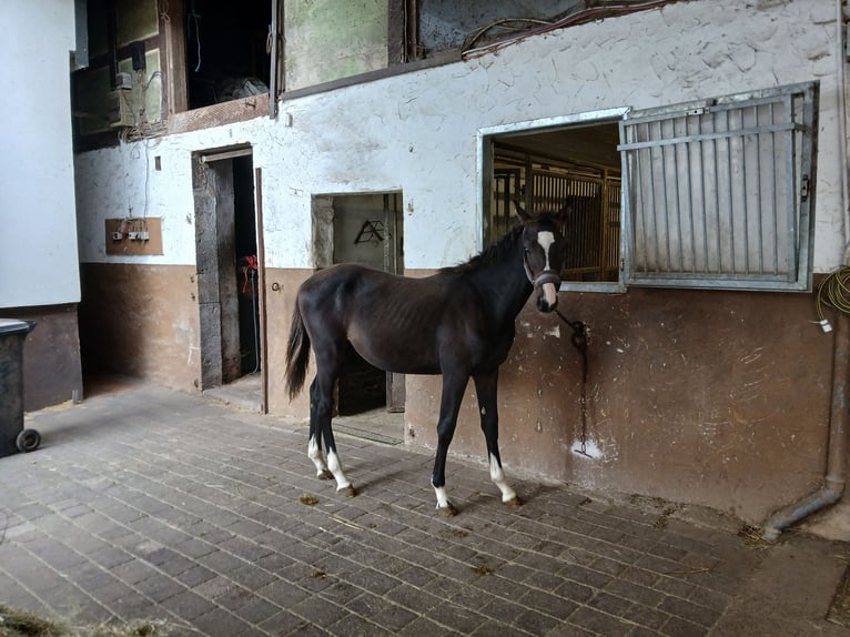 Oldenburger Springpaard Hengst Veulen (01/2025) in M&#xFC;cke