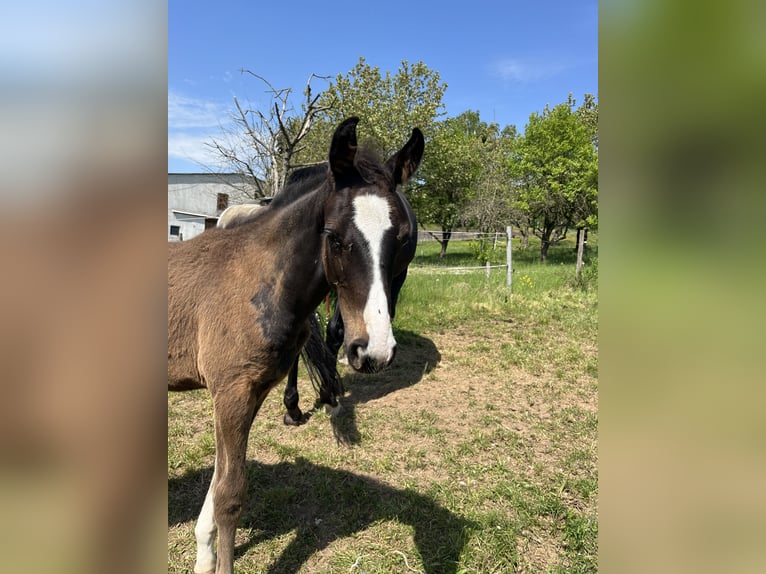 Oldenburger Springpaard Hengst  in Mücke