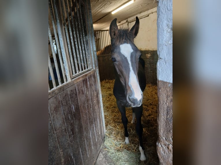 Oldenburger Springpaard Hengst Veulen (01/2025) in M&#xFC;cke