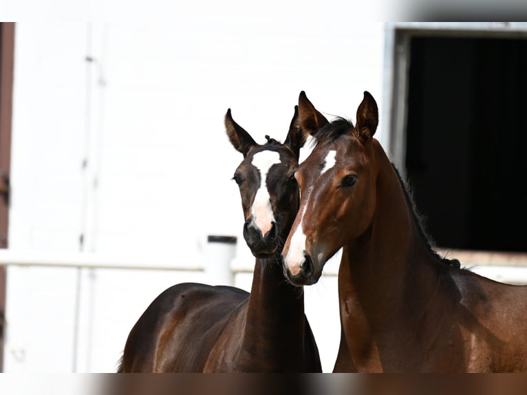 Oldenburger Springpaard Hengst Veulen (01/2025) in M&#xFC;cke