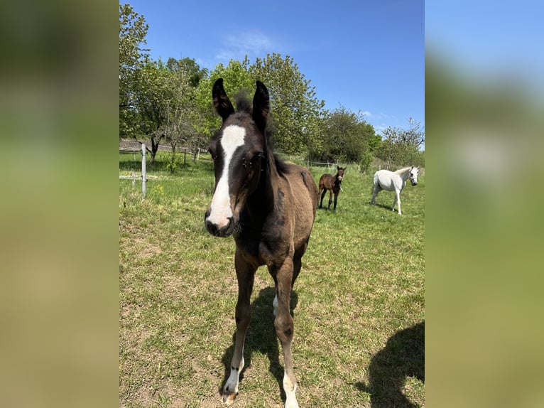 Oldenburger Springpaard Hengst  in Mücke