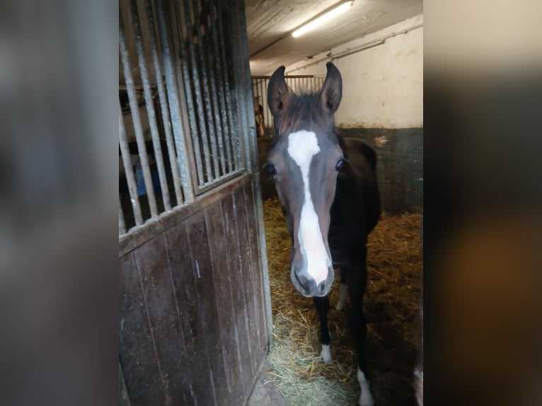 Oldenburger Springpaard Hengst Veulen (01/2025) in M&#xFC;cke