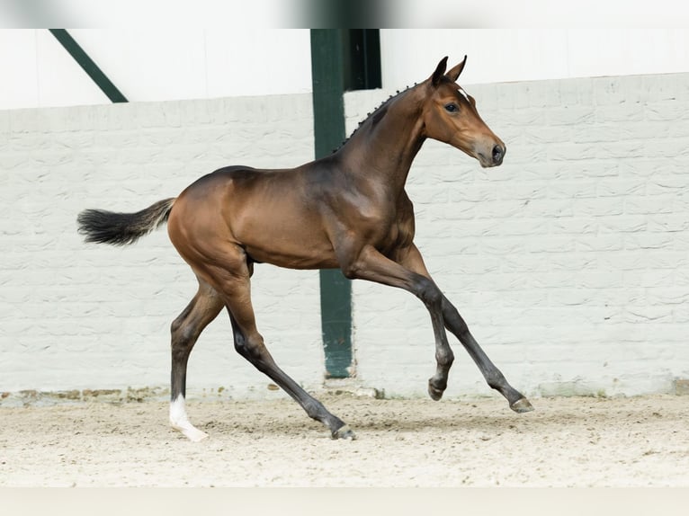 Oldenburger Springpaard Hengst Veulen (06/2025) in Heerde
