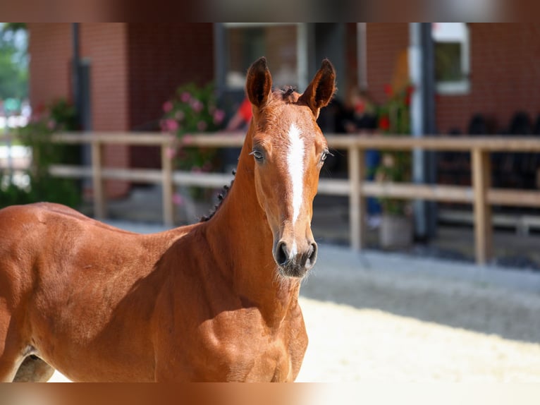 Oldenburger Springpaard Hengst veulen (05/2024) in Löningen